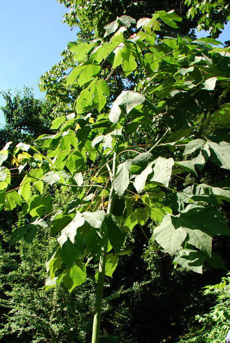 Orto Botanico_058.JPG